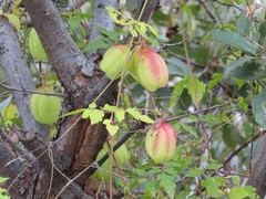 Cardiospermum corindum