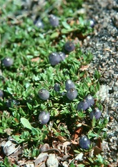 Coprosma moorei