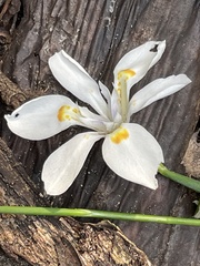 Dietes iridioides