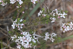 Cyanothamnus anemonifolius