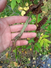Rumex aquaticus