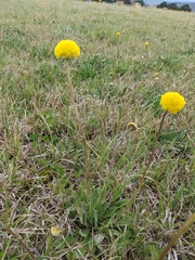 Craspedia variabilis