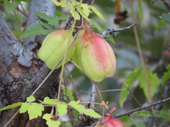 Cardiospermum corindum