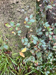 Fagus