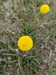 Craspedia variabilis