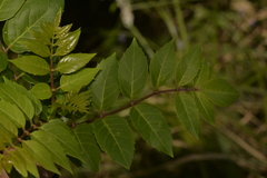 Polyscias sambucifolia