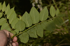 Polyscias sambucifolia