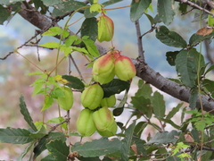 Cardiospermum corindum