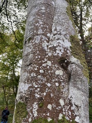 Fagus