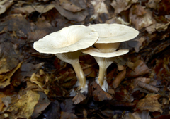 Infundibulicybe geotropa