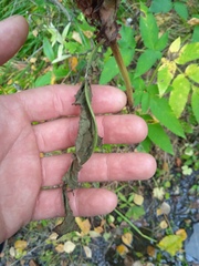 Rumex aquaticus