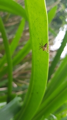 Oxyopes