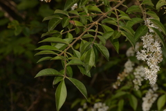 Ligustrum sinense