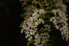 Ligustrum sinense