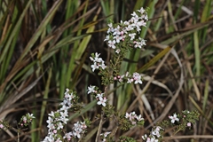 Cyanothamnus anemonifolius
