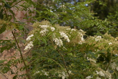 Ligustrum sinense