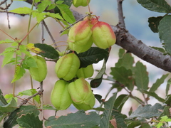 Cardiospermum corindum