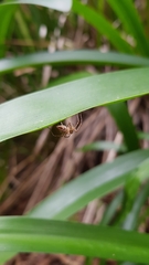 Oxyopes
