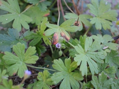 Geranium pusillum