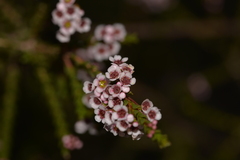 Chamelaucieae