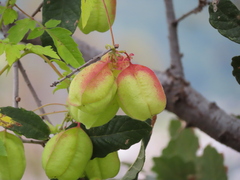 Cardiospermum corindum