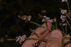 Chamelaucieae