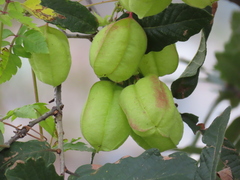 Cardiospermum corindum