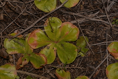 Drosera magna
