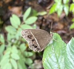 Mycalesis mineus