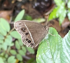 Mycalesis mineus