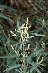 Atriplex