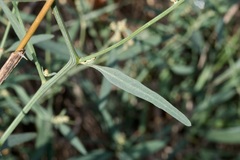 Atriplex