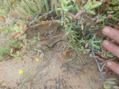 Pelargonium undulatum