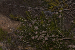 Petrophile brevifolia
