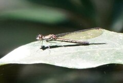 Heliocypha perforata