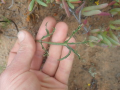 Pelargonium undulatum