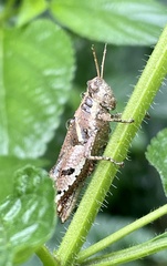 Acrididae