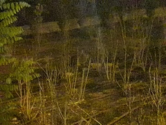 Oryctolagus cuniculus cuniculus