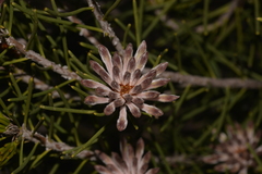 Petrophile brevifolia