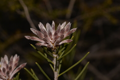 Petrophile brevifolia