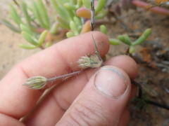 Pelargonium undulatum