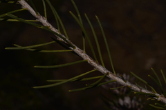 Petrophile brevifolia