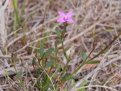 Boronia spathulata