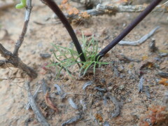 Pelargonium undulatum