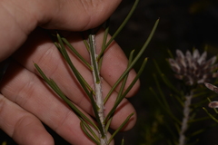 Petrophile brevifolia