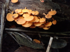 Favolaschia claudopus