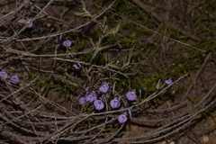 Pigea calycina