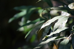 Heliocypha perforata