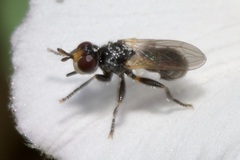 Thecophora