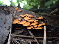 Favolaschia claudopus